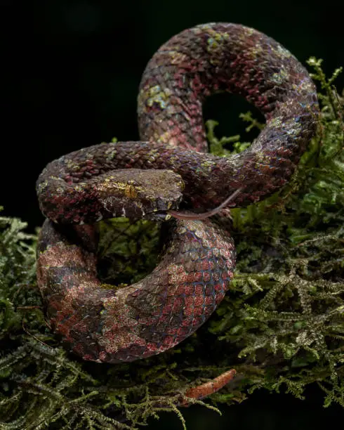 Bornean pit viper