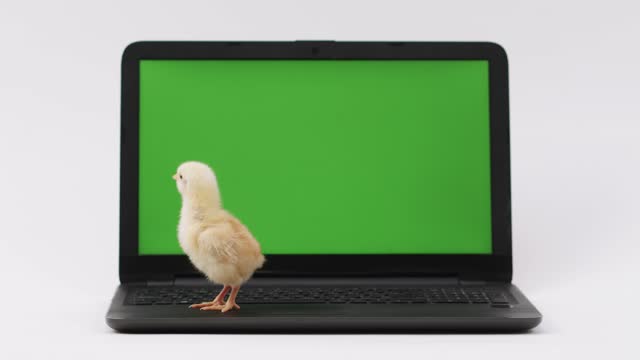Cute chickens walk on the laptop keyboard with a green screen, look at the screen, keyboard, imitate typing. Advertisement for pet and bird products. chroma key.