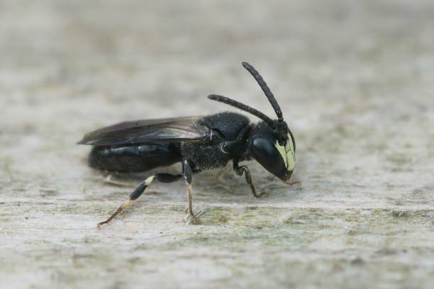 istock Closeup von a common white faced masked bee, Hylaeus communis sitting on wood 1481174885
