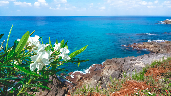 Landscape in Pantelleria with flowers