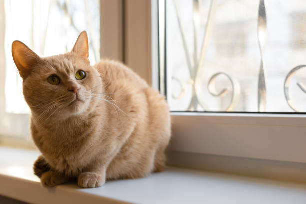 istock domestic red cat sits on the windowsill 1481175877