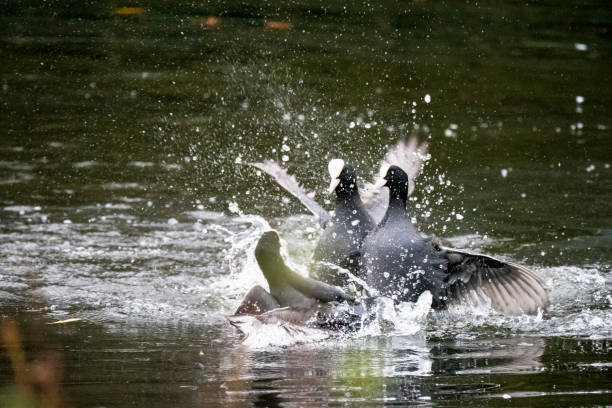 istock Coots fighting in St James Park, London 1481176515