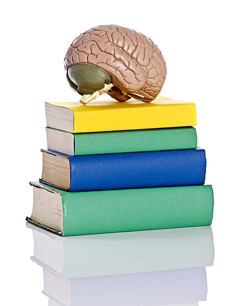 istock Anatomical model of human brain sits on books 148117719