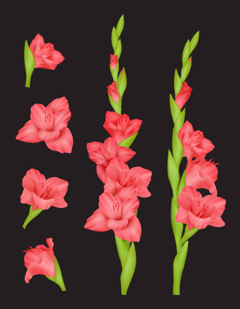 ilustraciones, imágenes clip art, dibujos animados e iconos de stock de gladiolo. hermosas flores coloridos cogollos rojos decentes vector imágenes realistas - summer flower head macro backgrounds