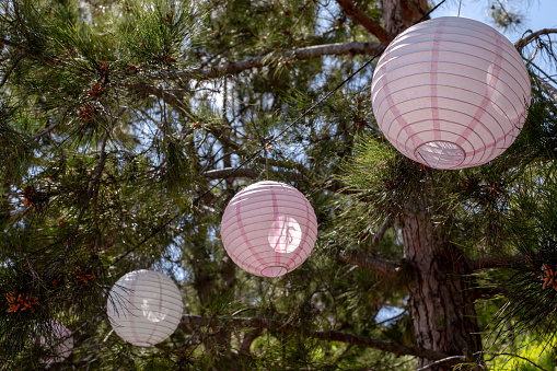 Three pink lpaper anterns on the pine tree in Japanese Friendship Garden, San Diego