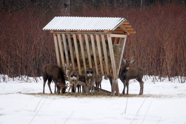 istock Spotted deer in the reserve in winter. 1481179643