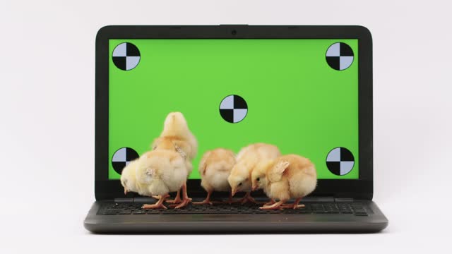 Cute chickens walk on the laptop keyboard with a green screen, look at the screen, keyboard, imitate typing. Advertisement for pet and bird products. chroma key.