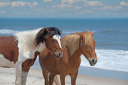 Horses running at the sea shore