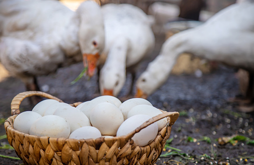 Goose eggs in a basket. Selective focus. Food.