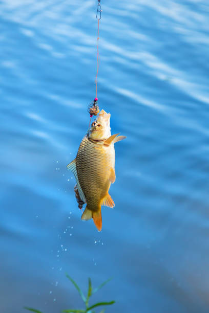 pesca de peces en el anzuelo. enfoque selectivo. - lure loc fotografías e imágenes de stock