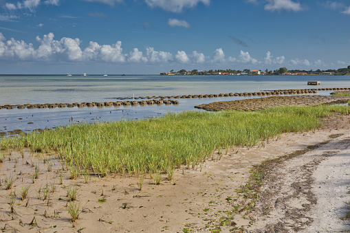 A living shoreline restoration project on the shores of Tampa Bay with oyster reef balls, marsh grass and bagged fossilized shell with a waterfront community in the background.