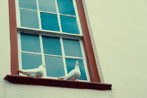 Peace doves