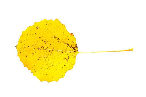 autumn yellow-red aspen leaf, isolated on a white background