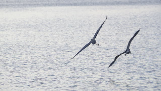 Great Blue Heron being chased by another as they fly