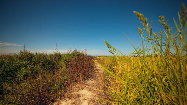 istock Rice fields and blue sky in Autumn 1481186687