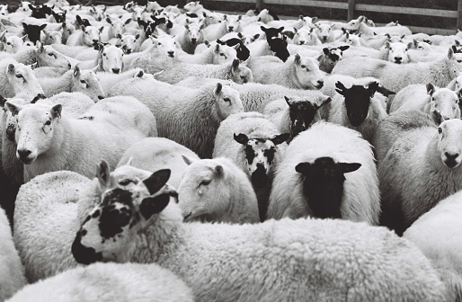 A large group of sheep in a holding pen, Devon UK, 35mm