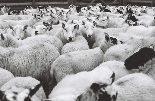 A large group of sheep in a pen looking at the camera, 35mm