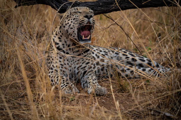 Leopard in the grass of Namibia, Africa