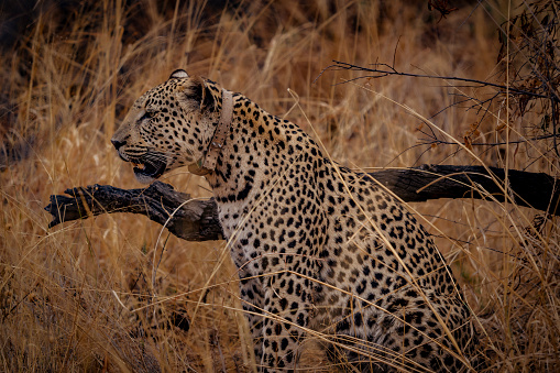 Leopard with tracking collar in Namibia