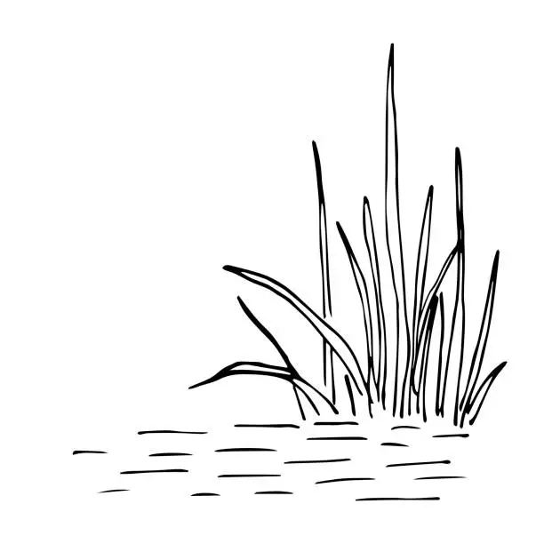 Vector illustration of Simple vector ink sketch. A bush of grass in the water. Reeds, marsh plants. Nature and vegetation. Black outline drawing.