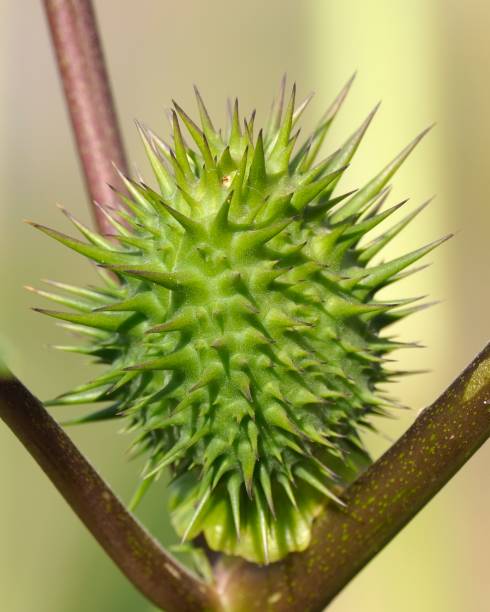 istock A fruit of the Thorn Apple growing in central Chile 1481190810