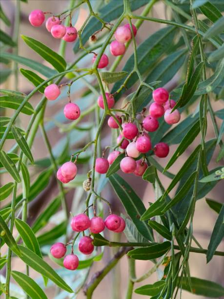 istock Many fruits of the Chilean Pepper Tree 1481190840