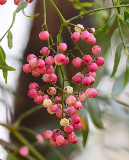 istock Many fruits of the Chilean Pepper Tree 1481190856