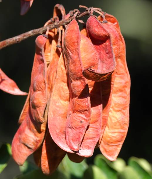 istock Several seed pods of the Tara (or Guarango) Tree 1481190885