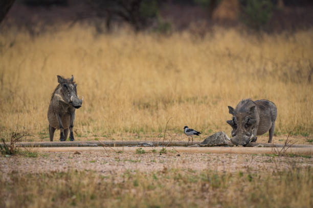istock Warthog Pumbaa in Etosha National Park, Namibia Africa 1481192400