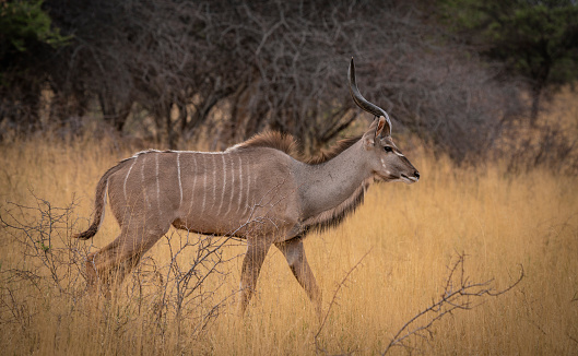Kudu male in Etosha National Park, Namibia Africa