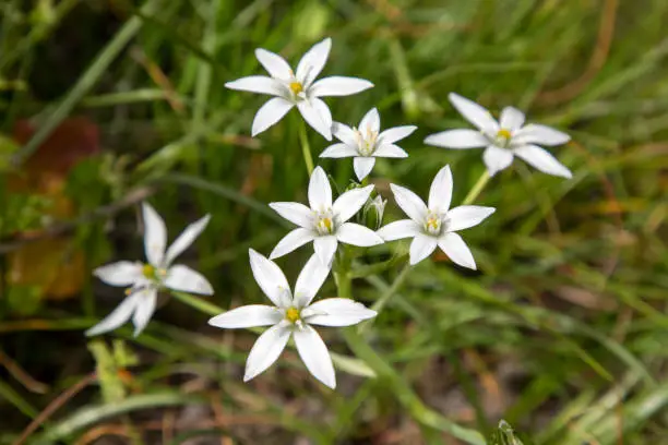 Ornithogalum umbellatum. Wild flowers in their natural environment.