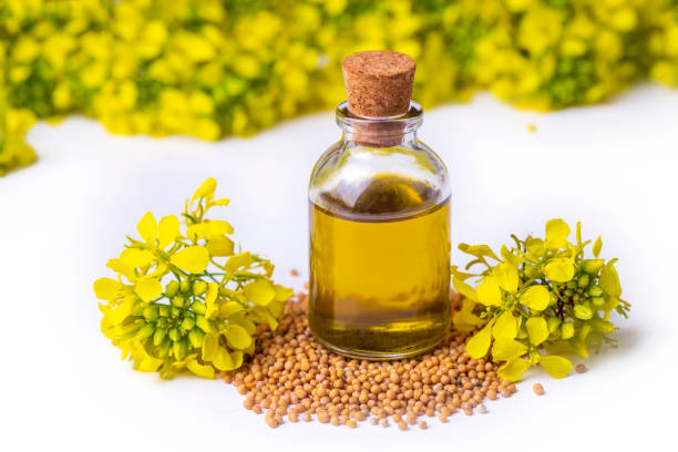 istock Mustard flowers and oil over white background 1481193601