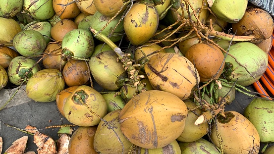 A bunch of coconuts ripening on a dwarf coconut tree on the Big Island of Hawaii, USA
