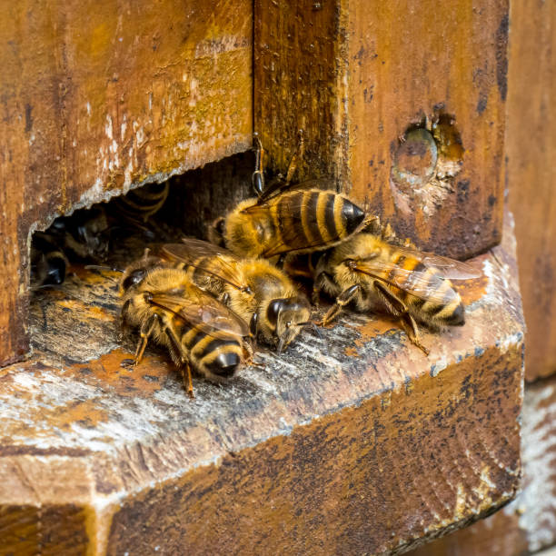 This is my Photographic Image of a Beehives in Scenery in a Modern Watercolour Effect. Because sometimes you might want a more illustrative image for an organic look.