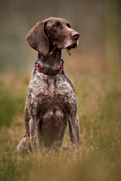 german short-haired pointer - pointer hund stock-fotos und bilder