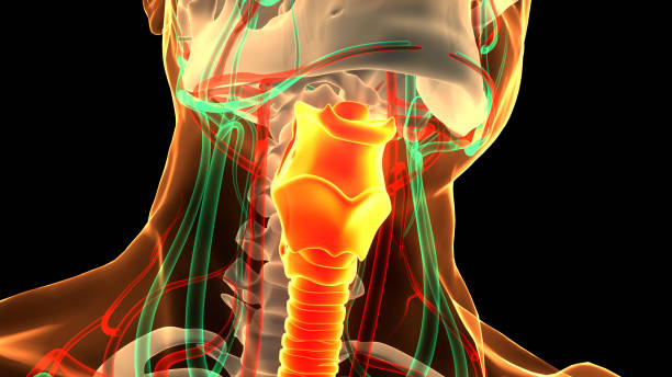 istock Human Respiratory System Larynx and Pharynx Anatomy 1481196191