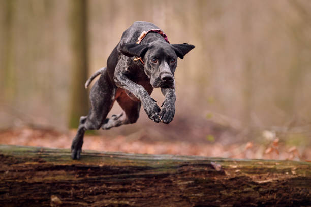 Engelse Pointer 22.600+ Engelse Pointer Hond Stockfoto's, afbeeldingen en royalty-free ...