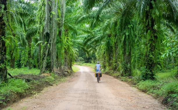 istock a person riding a bicycle down a dirt road in the jungle 1481196653