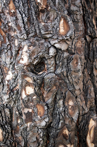 Close-up on the  burnt bark of a Canary Island Pine (Pinus canariensis) tree. Pinus canariensis is a large, evergreen tree, native and endemic, considered one of the most fire-resistant conifers in the world.