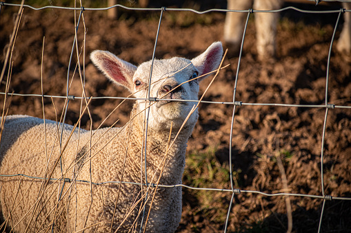 Newly born Texel lambs in a field in Cumbria