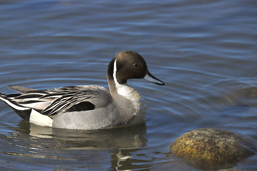 Closeup of a Norther Pintail Duck (male) (anas acutas)