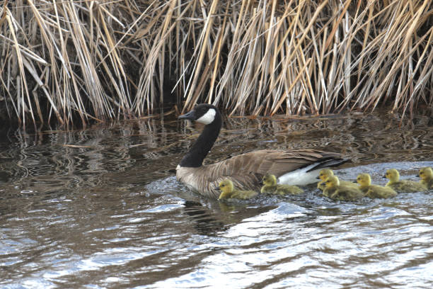 istock Adult Canada Goose with goslings (branta canadensis) 1481197690