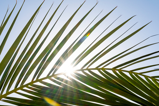 Exotic summer concept: Beautiful tropical palm tree leaf against blue sky on sunny hot day . Minimal foliage background, copy space or banner template for product display.