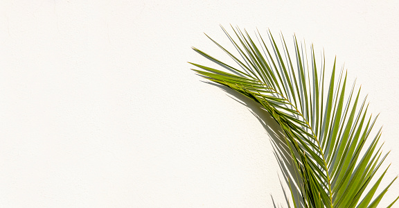 Exotic summer concept: Beautiful tropical palm tree leaf on white wall. Minimal foliage background, copy space or banner template for product display.