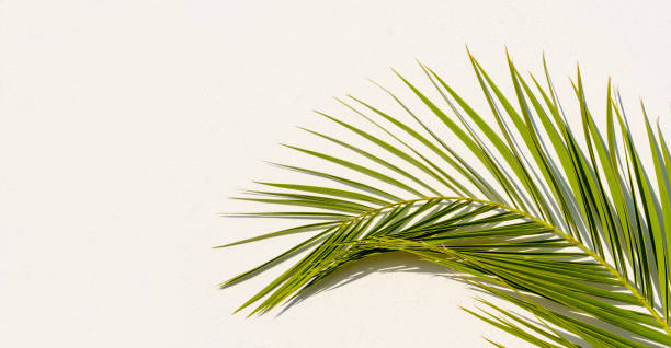istock Green palm tree leaf on white wall, part of 1481198706
