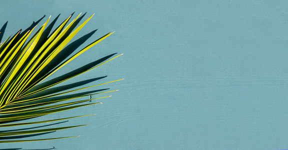 Exotic summer concept: Beautiful tropical palm tree leaf over blue wood on sunny hot day. Minimal foliage background, copy space or banner template for product display.