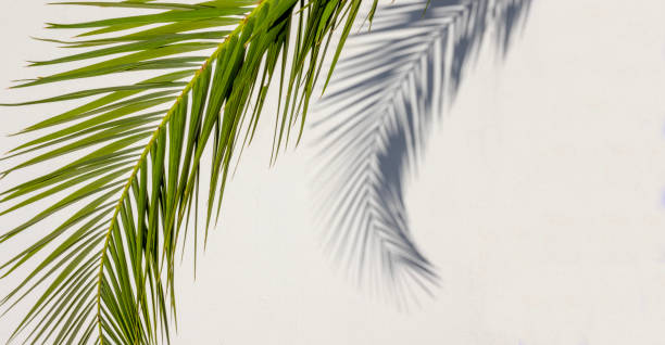 istock Beautiful palm leaf silhoutte background 1481199479