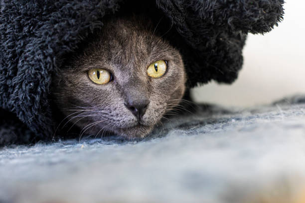 istock beautiful gray cat peeks out from under a black blanket 1481200178