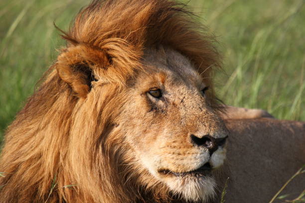 istock Portrait of a lion squinting in the bright sunlight 1481200302