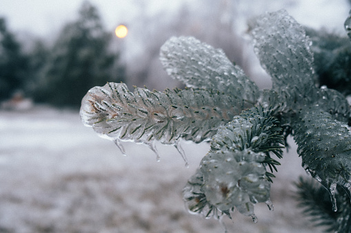 Ice covered pine tree during a freezing rain in Montreal.